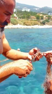 Alanya’da Ağa Takılan Yengeçler Kurtarıldı