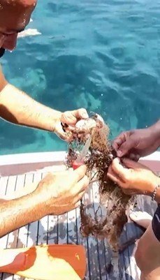 Alanya’da Ağa Takılan Yengeçler Kurtarıldı