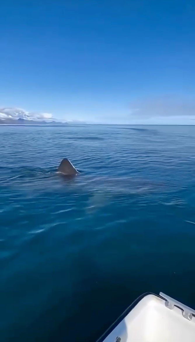 Kemer Sahilinde Asılsız Dev Köpekbalığı Paylaşımına Suç Duyurusu