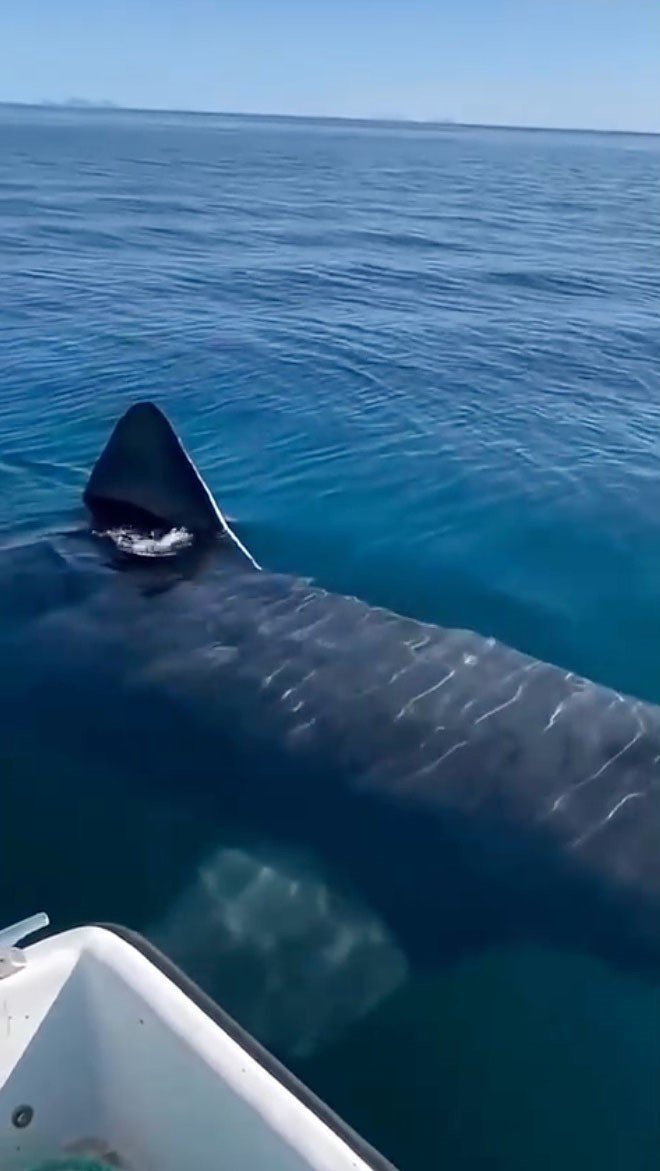 Kemer Sahilinde Asılsız Dev Köpekbalığı Paylaşımına Suç Duyurusu