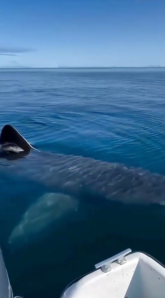 Kemer Sahilinde Asılsız Dev Köpekbalığı Paylaşımına Suç Duyurusu