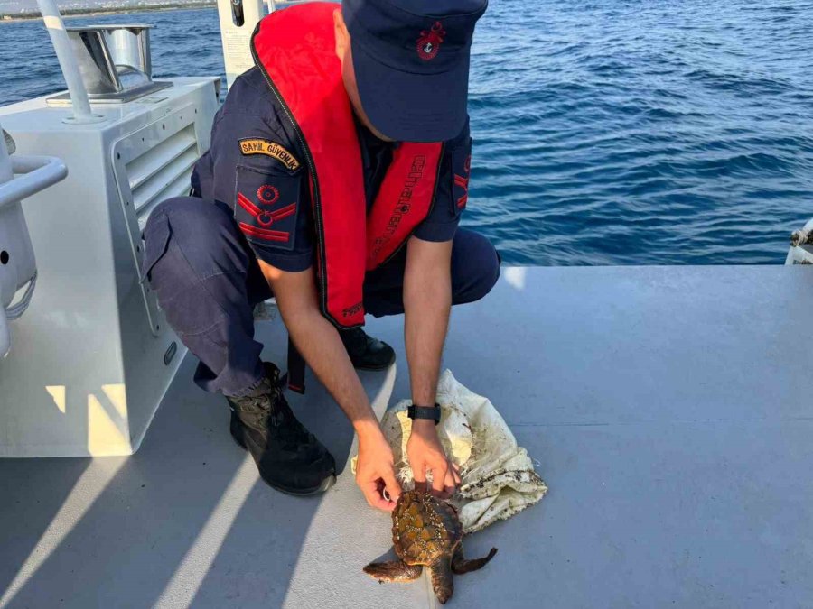 Denizde Çuvala Dolanmış Halde Bulunan Yeşil Deniz Kaplumbağası Kurtarıldı