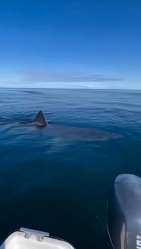 Kemer Sahilinde Asılsız Dev Köpekbalığı Paylaşımına Suç Duyurusu