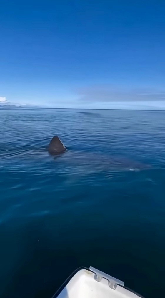 Kemer Sahilinde Asılsız Dev Köpekbalığı Paylaşımına Suç Duyurusu