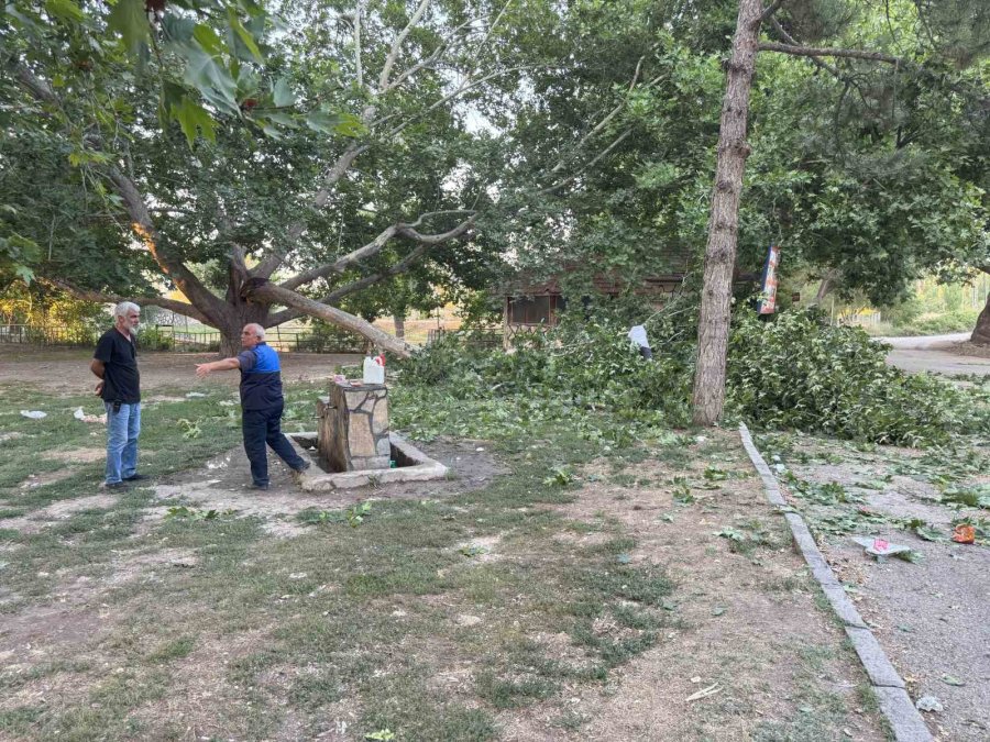 Piknik Alanında Ağacın Dalı Vatandaşların Üzerine Devrildi: 11 Yaralı