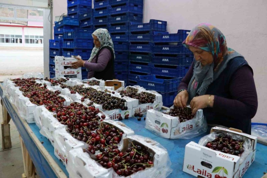 Hadim Kirazında Zirai Don İhracatı Durdurdu