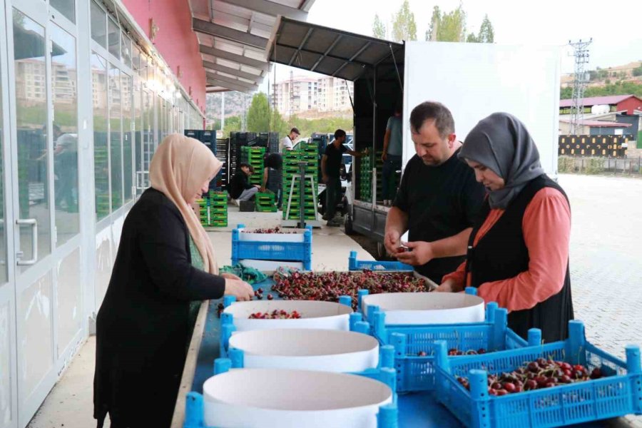 Hadim Kirazında Zirai Don İhracatı Durdurdu