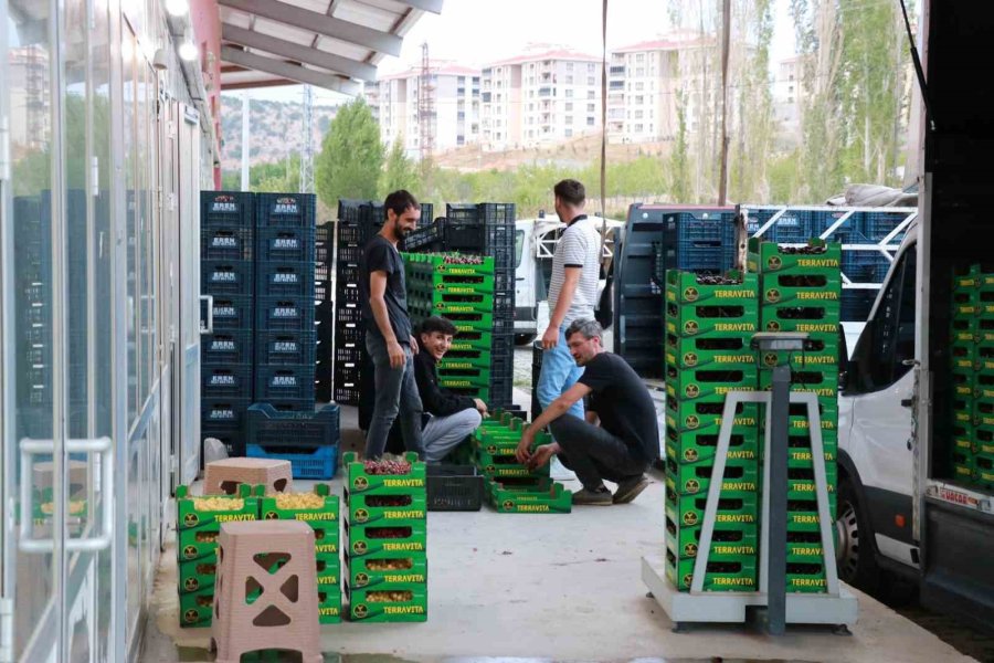 Hadim Kirazında Zirai Don İhracatı Durdurdu