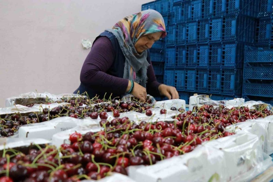 Hadim Kirazında Zirai Don İhracatı Durdurdu