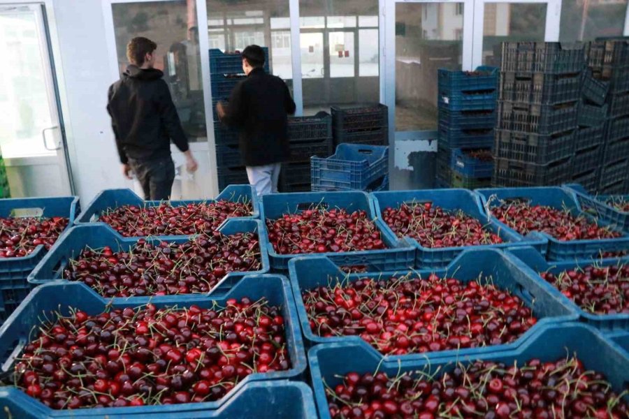 Hadim Kirazında Zirai Don İhracatı Durdurdu