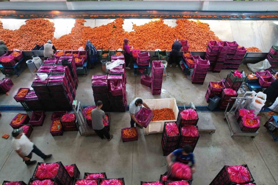 Tarladan Sofraya Havuç Kadınların Ellerinden Geliyor