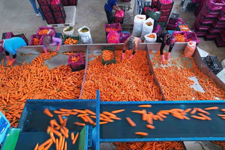 Tarladan Sofraya Havuç Kadınların Ellerinden Geliyor