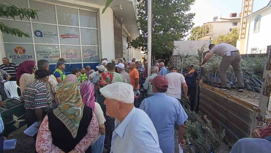 Antalya Büyükşehir Belediyesi’nden Zeytin Seferberliği