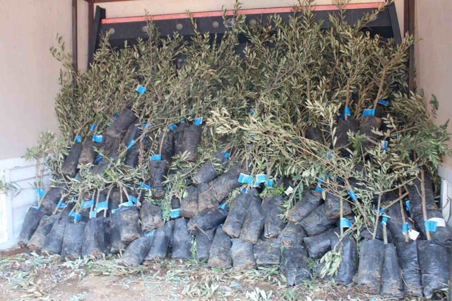 Antalya Büyükşehir Belediyesi’nden Zeytin Seferberliği