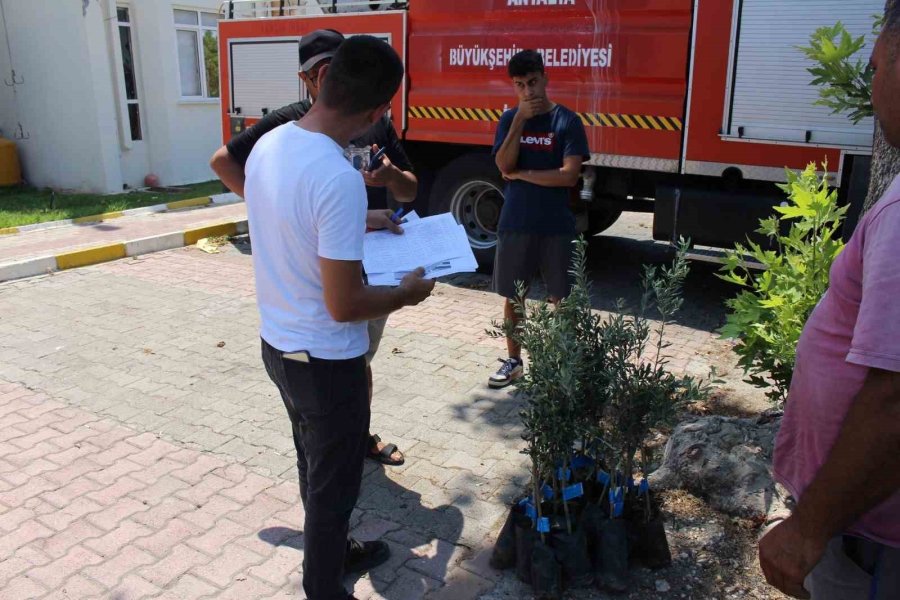 Antalya Büyükşehir Belediyesi’nden Zeytin Seferberliği
