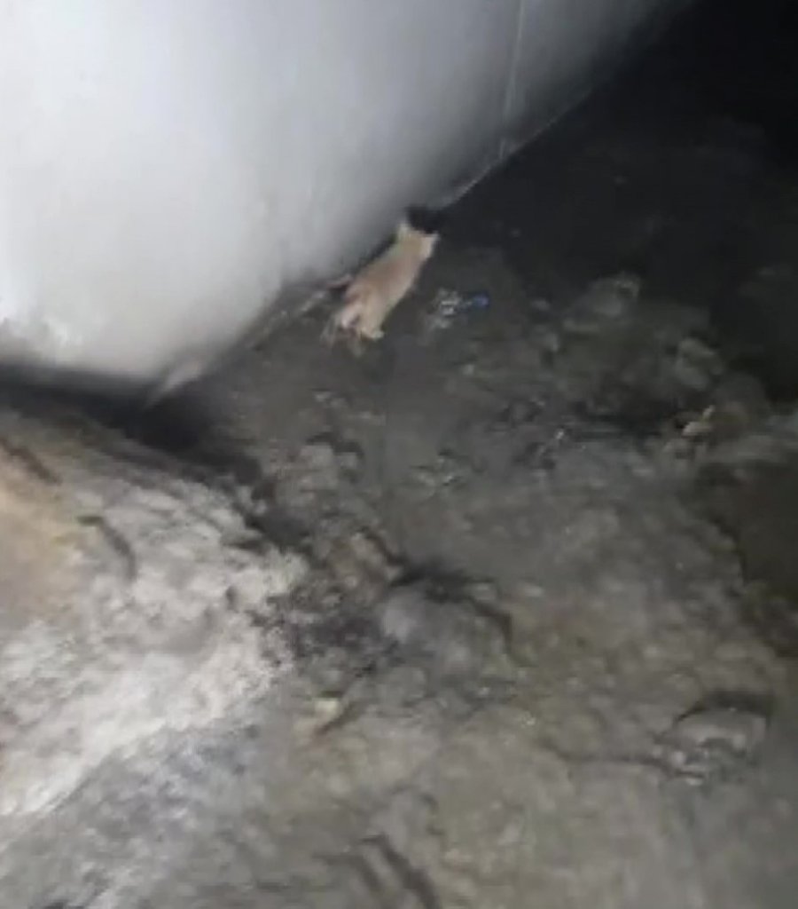 Kanalizasyona Düşüp 2 Gündür Kurtarılmayı Bekleyen Yavru Kedi İçin Seferber Oldular