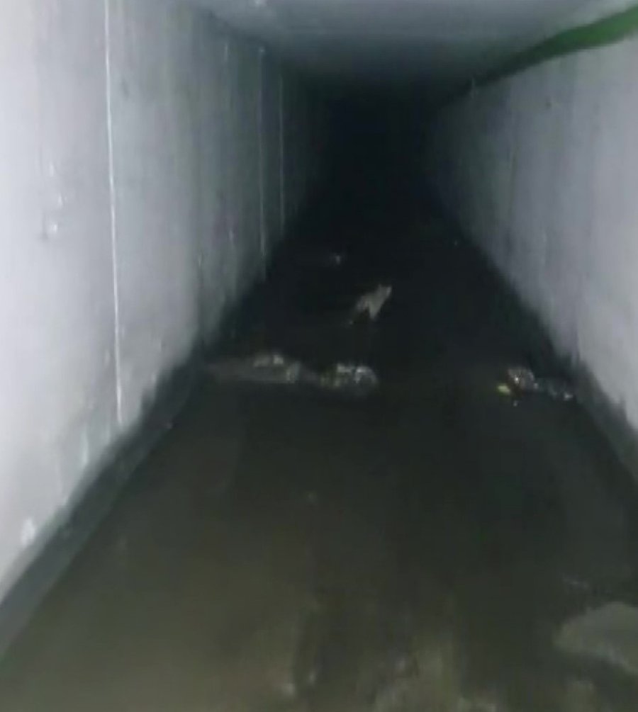 Kanalizasyona Düşüp 2 Gündür Kurtarılmayı Bekleyen Yavru Kedi İçin Seferber Oldular