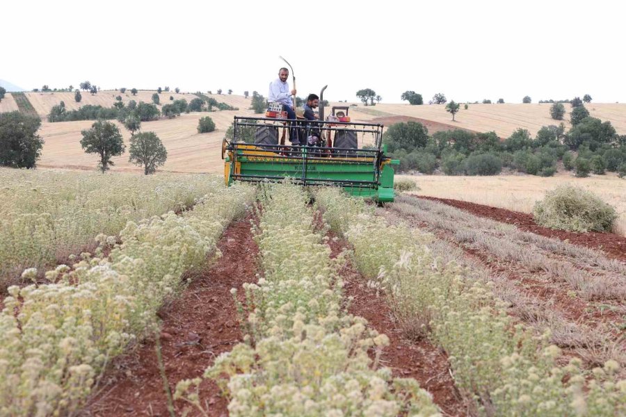 Başkan Altay: "kuraklığa Dayanıklı Bitki Destekleriyle Çiftçimize Yeni Fırsatlar Sunuyoruz"