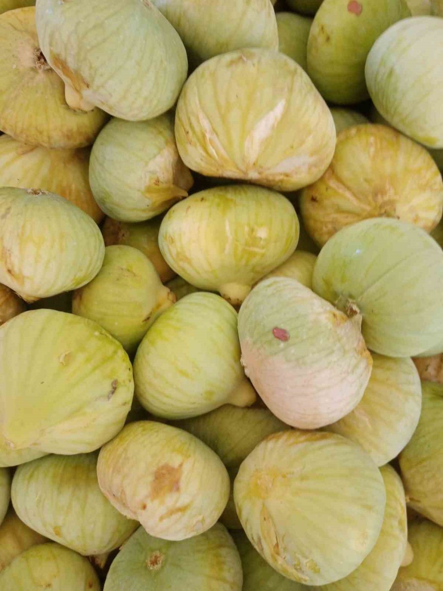 Mut’ta Beyaz İncir Hasadı Başladı