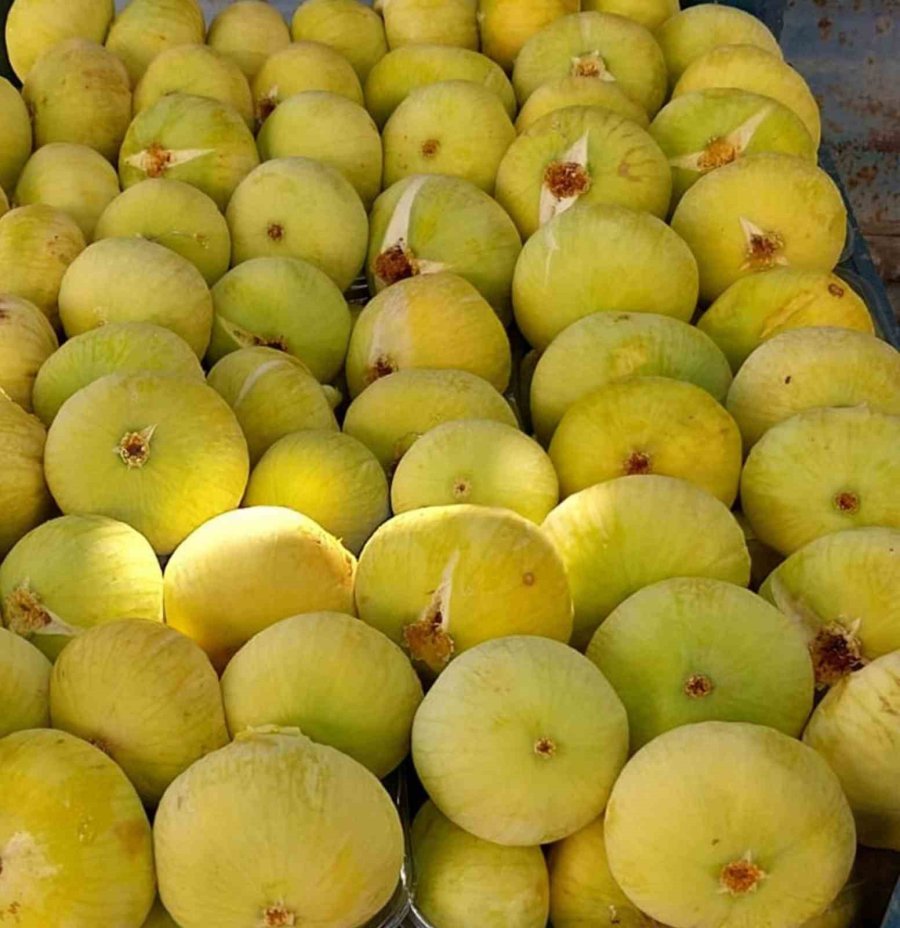 Mut’ta Beyaz İncir Hasadı Başladı