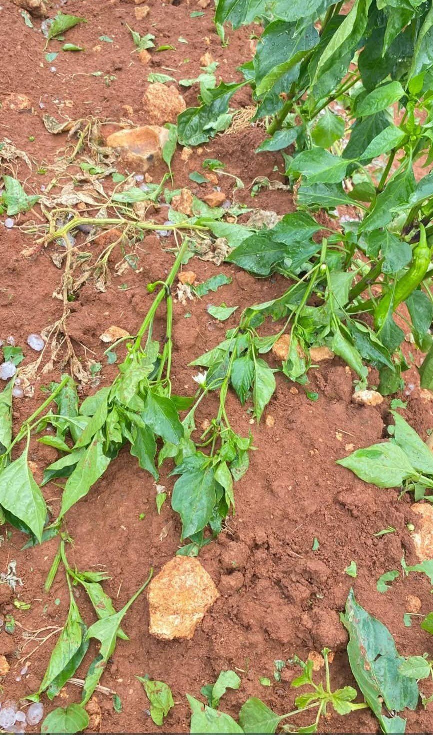 Mersin’de Şiddetli Dolu Yağışı Etkili Oldu