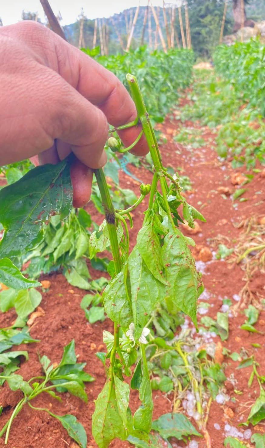 Mersin’de Şiddetli Dolu Yağışı Etkili Oldu