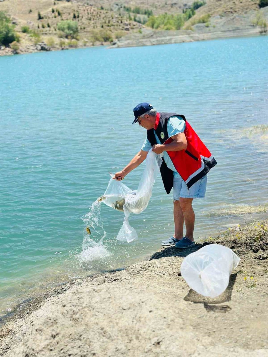 Korkuteli’nde 60 Bin Sazan Balığı Doğaya Bırakıldı