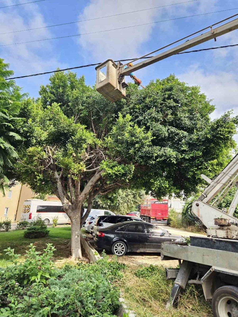 Alanya Belediyesi Ve Aedaş’dan Yangın Riskine Karşı Önlem