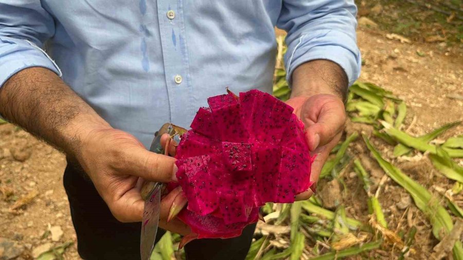 Alanya’da Ejder Meyvesi Hasadı Başladı, Kilosu 200 Tl’yi Buluyor