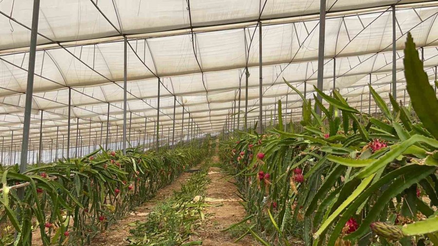 Alanya’da Ejder Meyvesi Hasadı Başladı, Kilosu 200 Tl’yi Buluyor