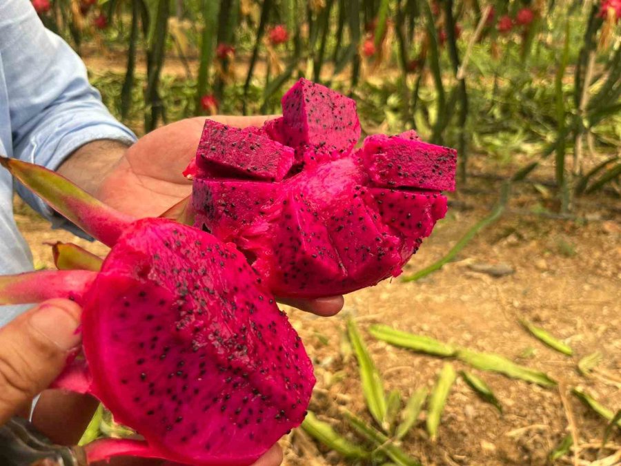 Alanya’da Ejder Meyvesi Hasadı Başladı, Kilosu 200 Tl’yi Buluyor
