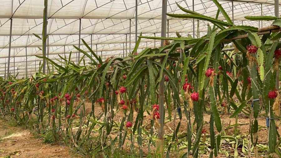 Alanya’da Ejder Meyvesi Hasadı Başladı, Kilosu 200 Tl’yi Buluyor