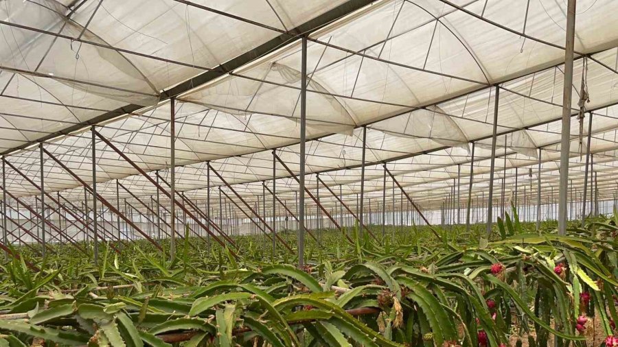 Alanya’da Ejder Meyvesi Hasadı Başladı, Kilosu 200 Tl’yi Buluyor