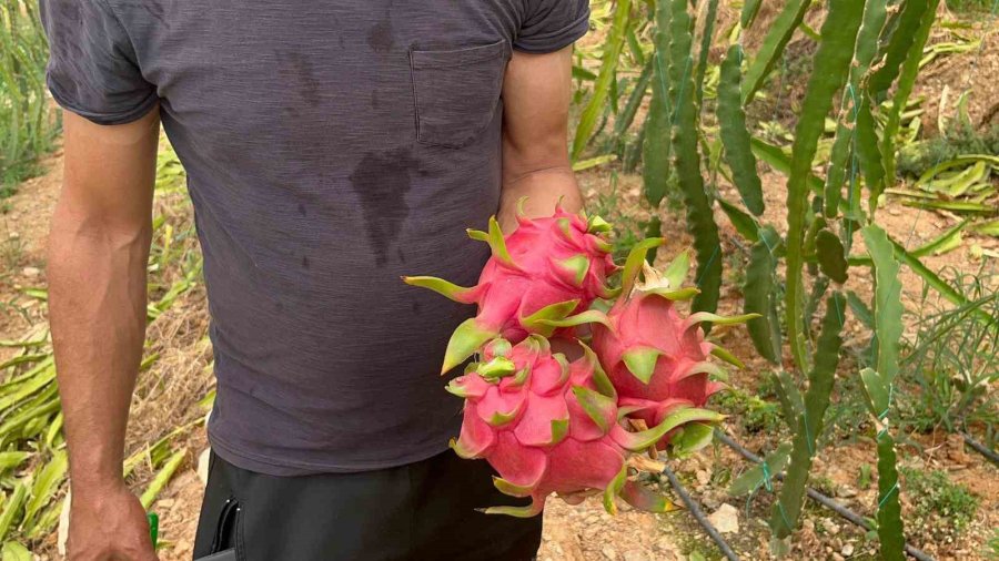 Alanya’da Ejder Meyvesi Hasadı Başladı, Kilosu 200 Tl’yi Buluyor