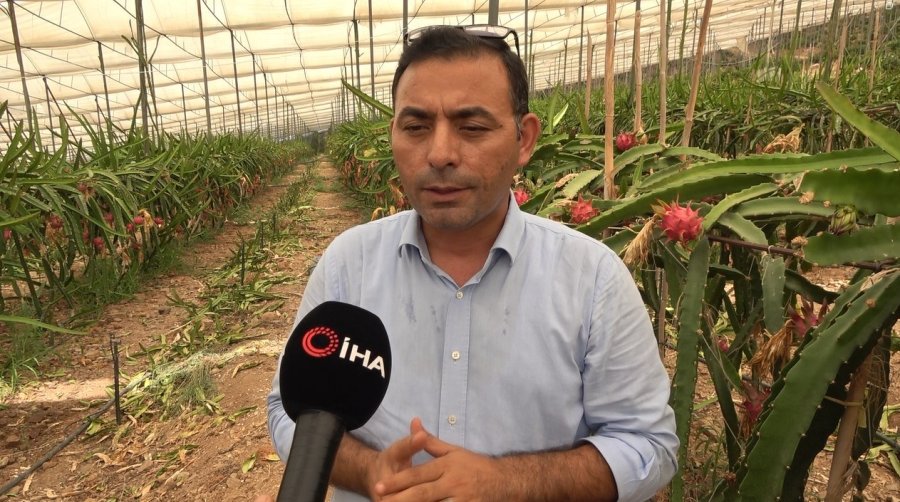 Alanya’da Ejder Meyvesi Hasadı Başladı, Kilosu 200 Tl’yi Buluyor