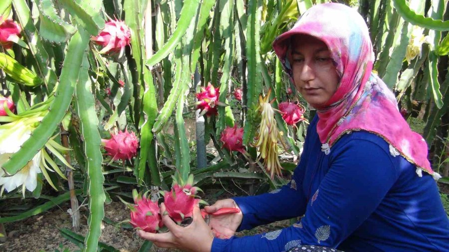 Mersin’de Pitaya Bahçelerinde Hasat Başladı