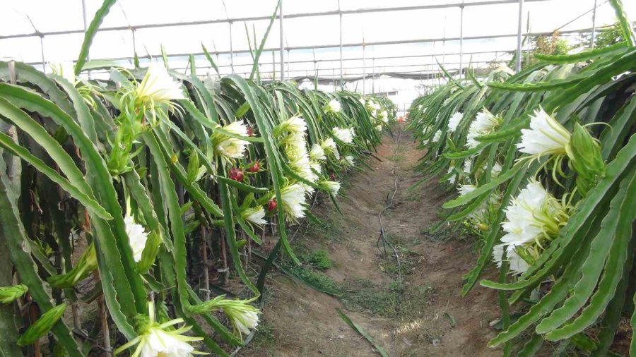 Mersin’de Pitaya Bahçelerinde Hasat Başladı