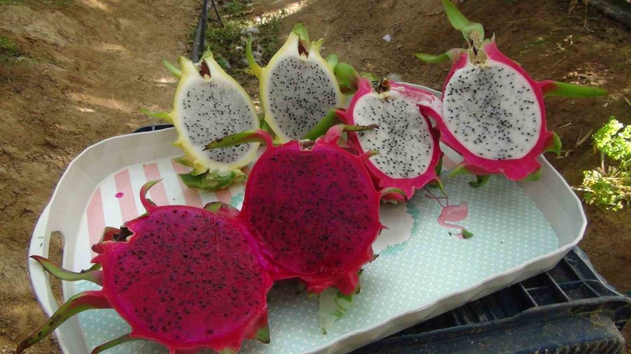 Mersin’de Pitaya Bahçelerinde Hasat Başladı