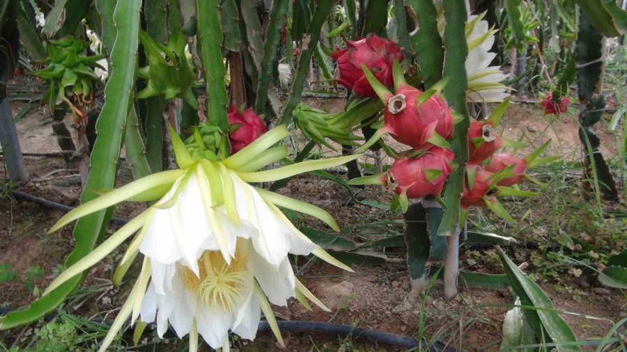 Mersin’de Pitaya Bahçelerinde Hasat Başladı