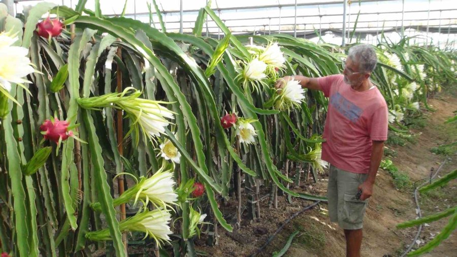Mersin’de Pitaya Bahçelerinde Hasat Başladı