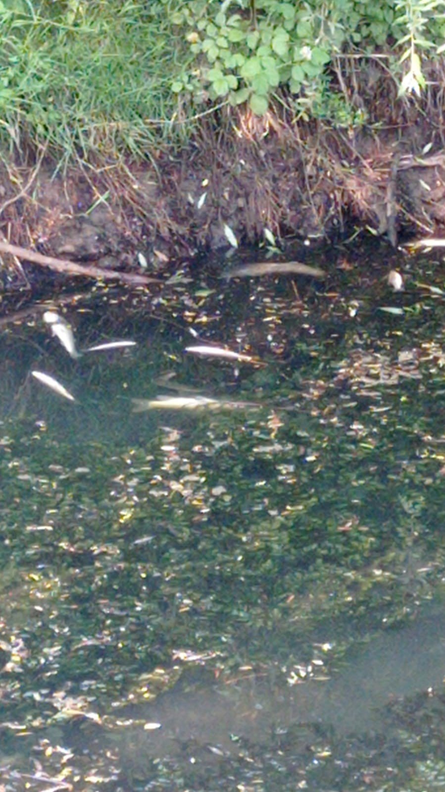 Beyşehir Gölü’nü Besleyen Ana Kaynaklar Da Kurudu