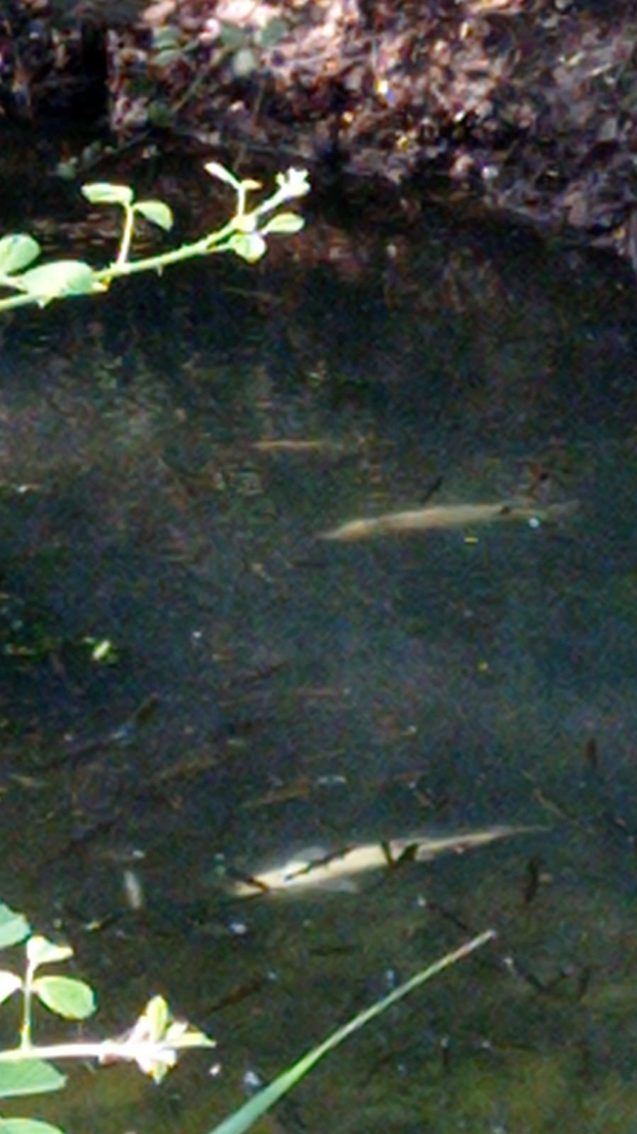 Beyşehir Gölü’nü Besleyen Ana Kaynaklar Da Kurudu