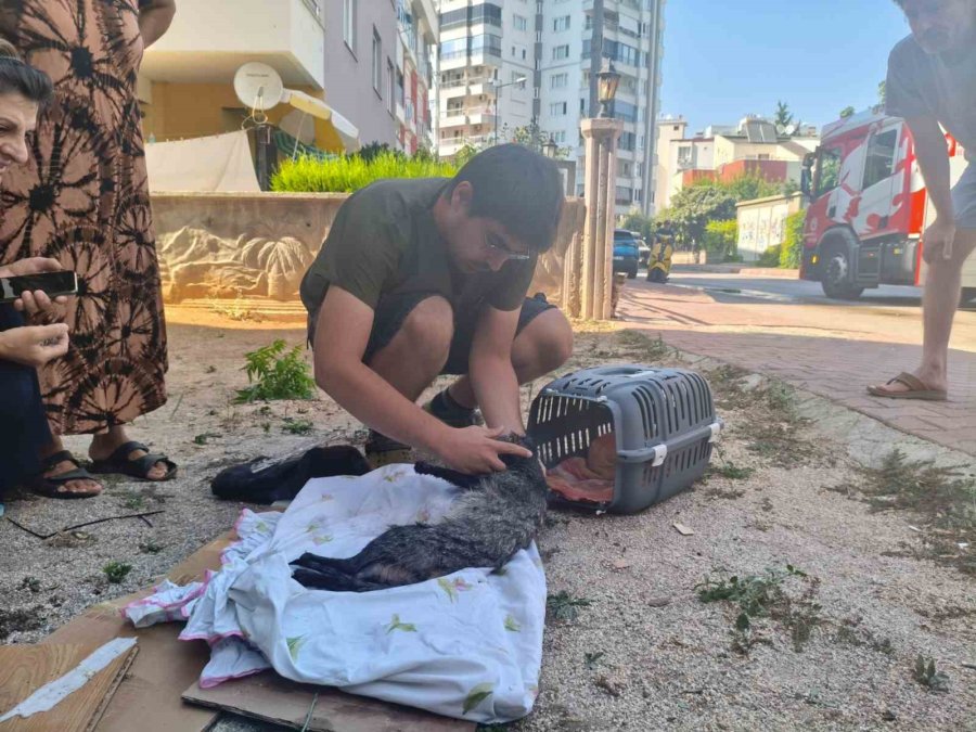 Yanan Evini Gören Kadın Baygınlık Geçirdi, Kedisi Oksijen Maskesiyle Kurtarıldı