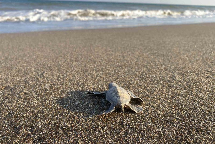 Mersin Sahillerinde Deniz Kaplumbağalarının İlk Yavruları Akdeniz’le Buluştu