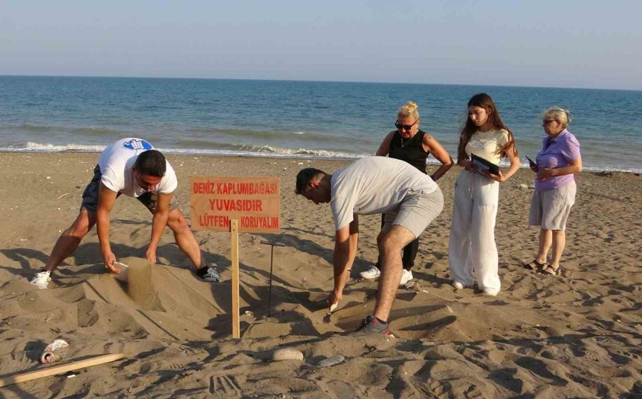 Mersin Sahillerinde Deniz Kaplumbağalarının İlk Yavruları Akdeniz’le Buluştu