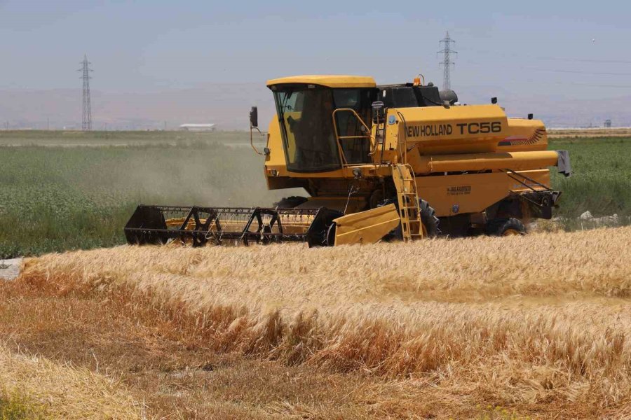 Tarımın Başkenti Konya’da Hububatta Ciddi Rekolte Kaybı
