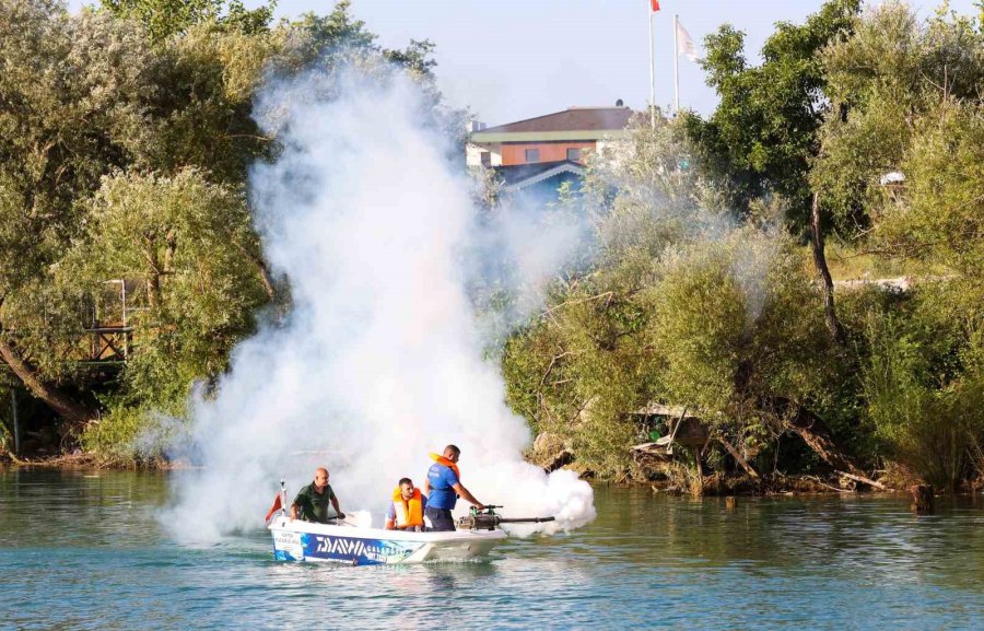İstilacı Tür Olarak Biliniyor, Yumurtaları Altı Ay Kuraklığa Dayanabiliyor