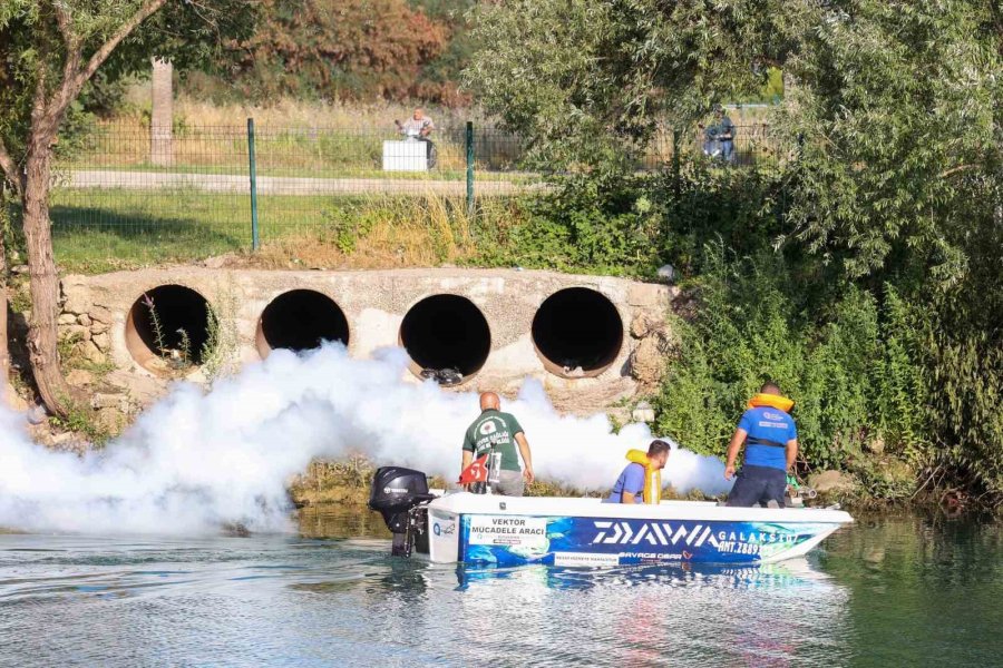 İstilacı Tür Olarak Biliniyor, Yumurtaları Altı Ay Kuraklığa Dayanabiliyor
