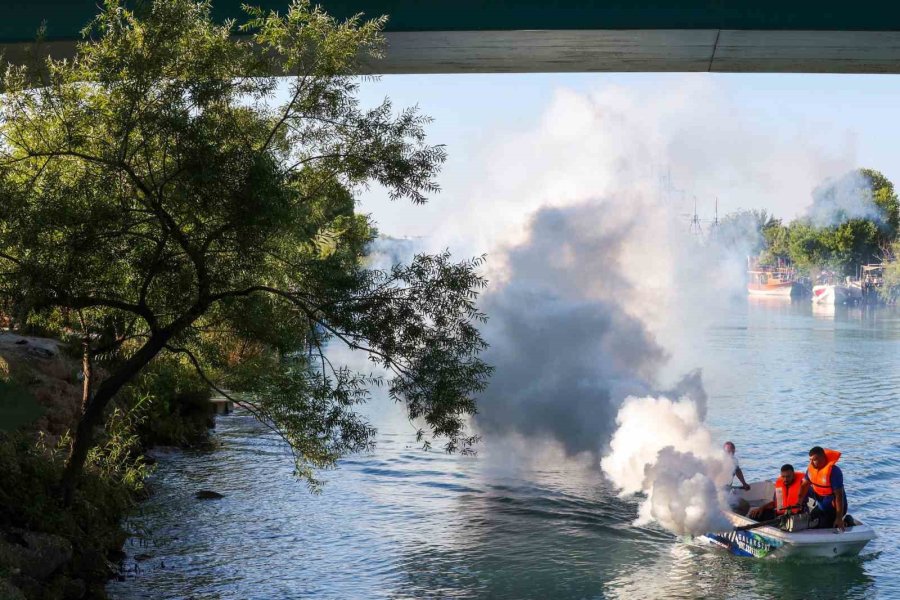 İstilacı Tür Olarak Biliniyor, Yumurtaları Altı Ay Kuraklığa Dayanabiliyor