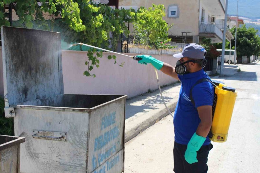 İstilacı Tür Olarak Biliniyor, Yumurtaları Altı Ay Kuraklığa Dayanabiliyor